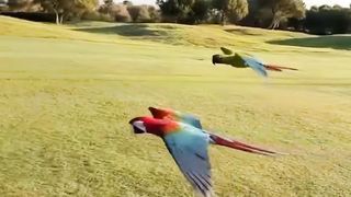 Most beautifull macaws on planet earth.