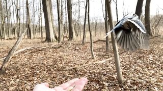 Hand-feeding Birds in Slow Mo - Blue Jay, Tufted Titmice,2023