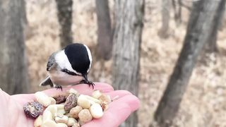 Hand-feeding Birds in Slow Mo - Chickadees, Tufties, Downy Woodpecker, Nuthatch Black-cap.2023ped Chickadees