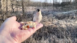 Hand-feeding Birds in Slow Mo - Tufted Titmouse, Red-bellied…
