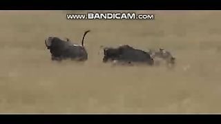 Animals Videos - 14-2-2023