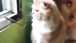 Cute Cat