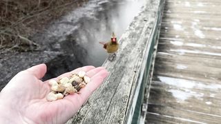Hand-feeding Birds in Slow Mo - Northern Cardinal,2023