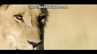 Animals Videos - 14-2-2023-1