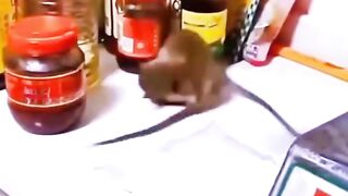 RATS FIGHT