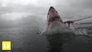 Shark Catch
