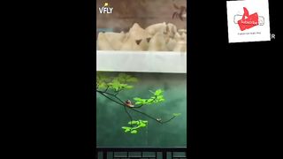 Tom and Jerry cartoon