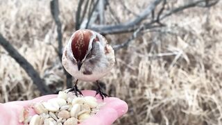 Hand-feeding Birds in Slow Mo - American Tree Sparrow.2023