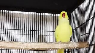 Birds videos