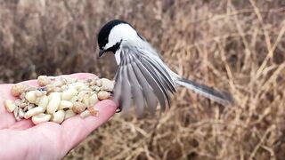 The Black-capped Chickadee with the injured foot stops by to check out the sunflower seed selection