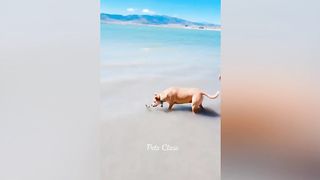 New Funny Animals ???? Funniest Dogs and Cats Videos ????????