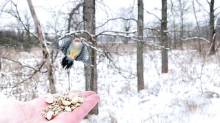 Black-capped Chickadees, White-breasted Nuthatches. 2023.