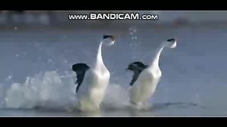 Birds Videos - 14-2-2023