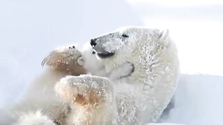 Polar bear baby with mom ❣️