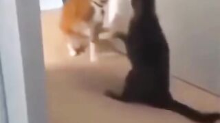 Cats Fun | Animuzz