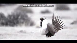 Birds Videos - 14-2-2023-1