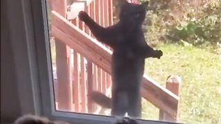 Cat in the window | Funny | Animuzz