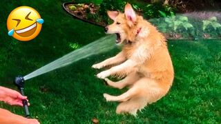 Funniest Dogs And Cats Videos ???? - Best Funny Animal Videos