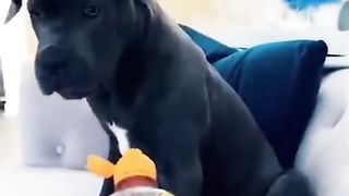 Cat Slap Dog | Funny | Animuzz