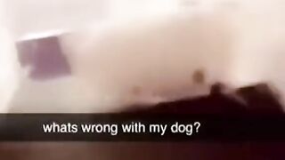 Cat and Alligator | Funny | Animuzz