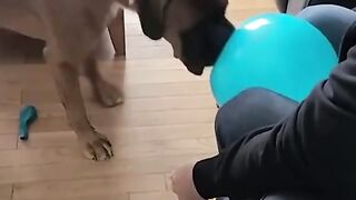 Puppy with a balloon | Funny | Animuzz