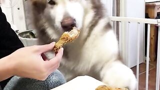 Best Funny Dog video 2023||Funyy dogs||Comedy 2023
