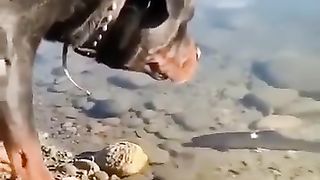 WOW.... Dog Trying to Fishing
