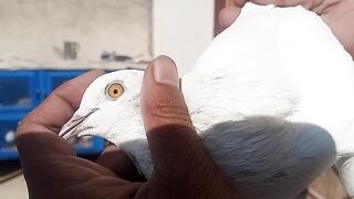 Kaboter Red eyes Pegion Female