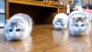 Cute cat #febspot