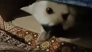 My Cute Pets Fighting and playing
