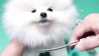beautiful doggy baby