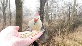 A female Red-bellied Woodpecker makes an unusual choice from the Hand of Snacks, a dried cranberry. …