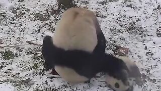 Funny video #
