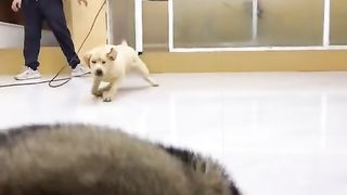 Amazing  cute dog