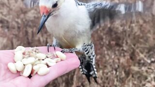 A female Red-bellied Woodpecker, a Black-capped Chickadee, 2013