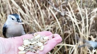 White-breasted Nuthatches stop by the Hand 2023.