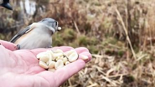Tufted Titmice, a Downy Woodpecker. 2023