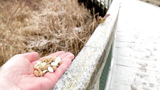 The Queen of the boardwalk, a female Northern Cardinal, visits the Hand of Snacks and...2023