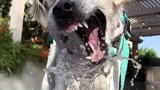 My Dog's Funniest Faces!
