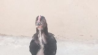 Pets Lover