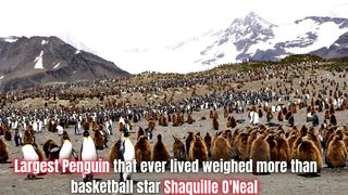 Largest penguin that ever lived weighed more than basketball star Shaquille O'Neal