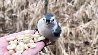 A White-breasted Nuthatch, a Black-capped2023