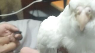cocktail white ???? perat