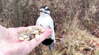 Hand-feeding Birds in Slow Mo - Downy Woodpecker, 2023