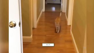 Funniest Animals 2023 Funniest Cats and Dogs #10