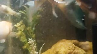Goldfish feeding