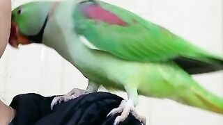Best of the funnyparrot video for you || Follow for more videos .