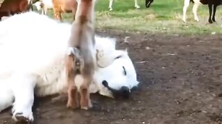 Funny Animals Video !