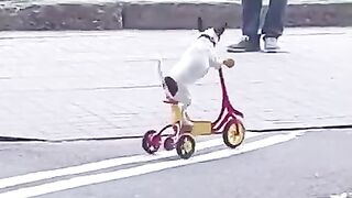 Котики ???????? собачки приколы. Лучшие приколы с животными