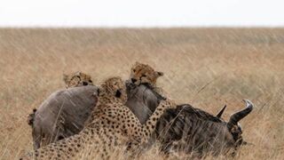 Самые опасные Хищники, убийцы людей...